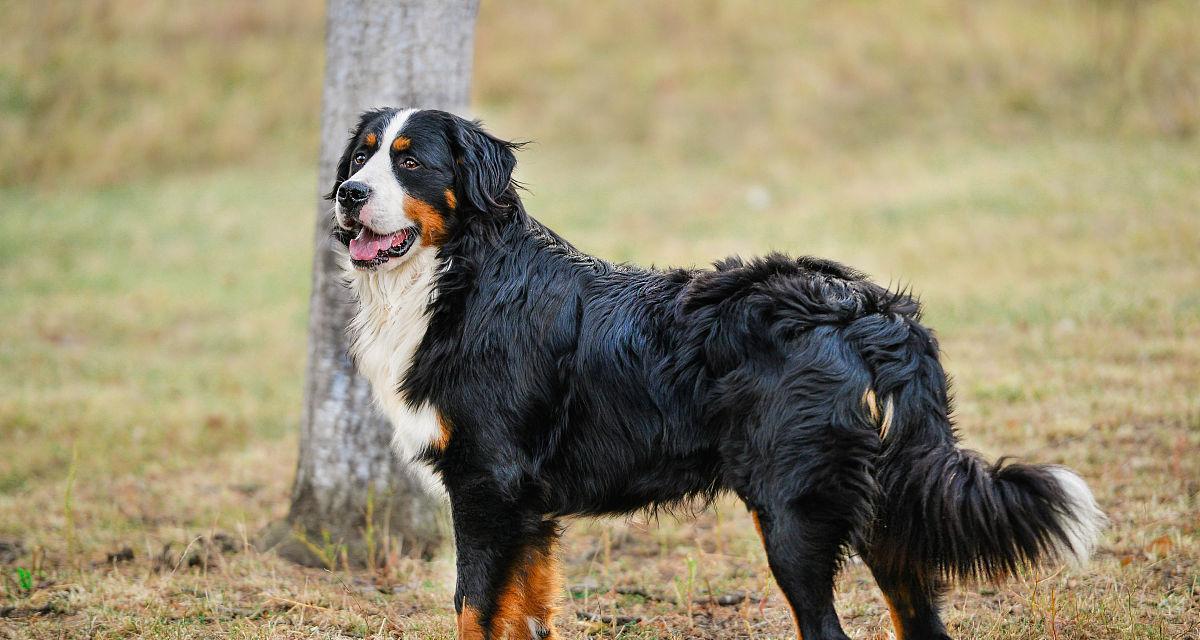 如何养护健康的伯恩山犬？（养护伯恩山犬需要注意哪些方面？）