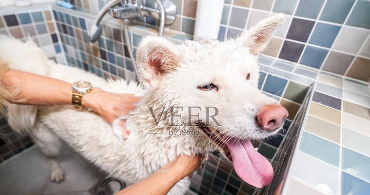 如何给秋田犬进行美容与护理（让你的宠物焕发健康光彩）