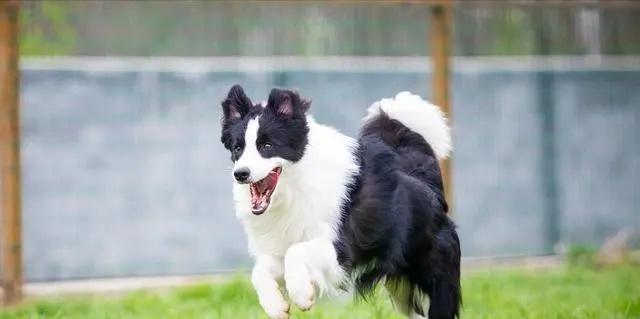 冰岛牧羊犬的饲养指南（如何养护这个可爱的犬种）