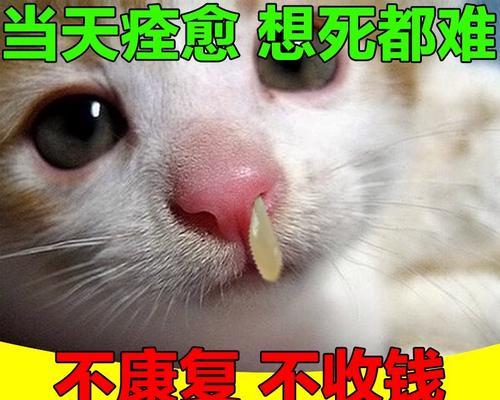 猫咪打喷嚏，原因大揭秘！（探究猫咪打喷嚏的各种原因，为宠物主人保驾护航！）