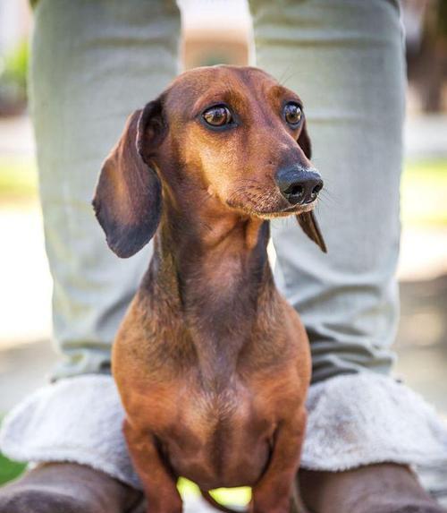 腊肠犬肚胀的三大原因（宠物饮食、疾病、行为问题是导致腊肠犬肚胀的主要原因）