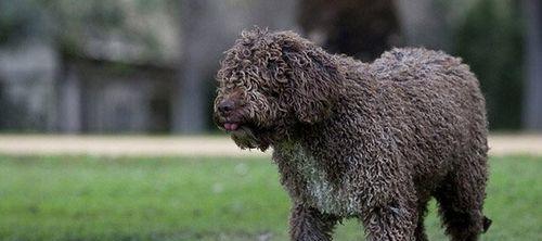 葡萄牙水犬的饲养方法（了解葡萄牙水犬，让它更健康）