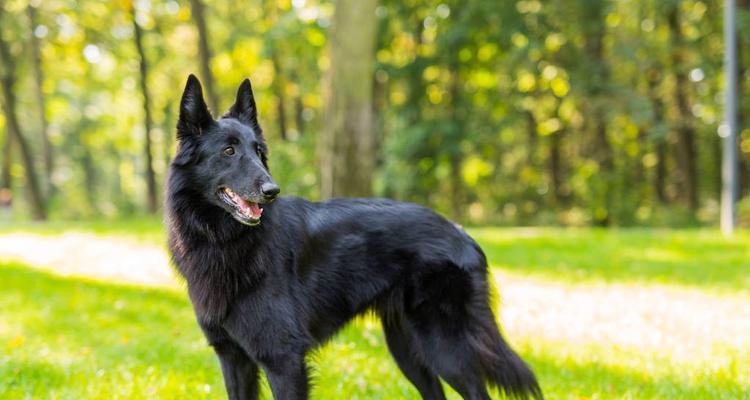 安娜图牧羊犬饲养全攻略（打造健康快乐的安娜图牧羊犬生活）