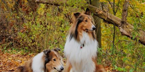 如何正确饲养安娜图牧羊犬（从宠物到伴侣的转变，）