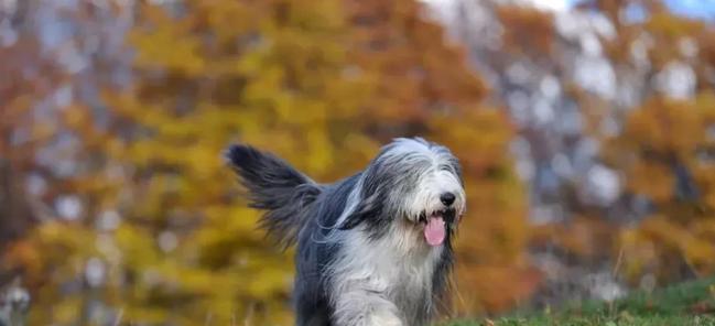 英国古代牧羊犬的饲养全指南（以宠物为主，打造健康快乐的生活方式）