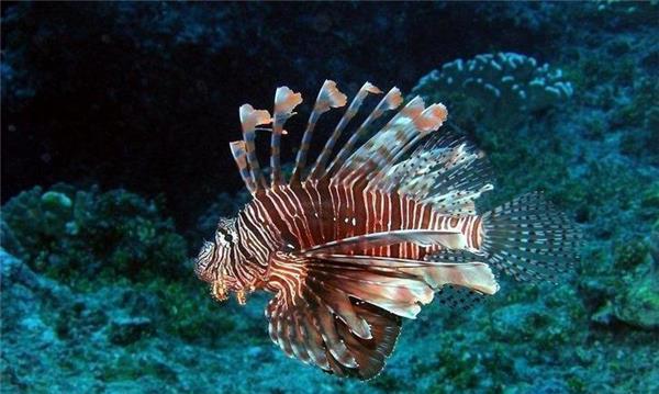 三棘狮子鱼的饲养方法（打造健康快乐的水族宠物生活）