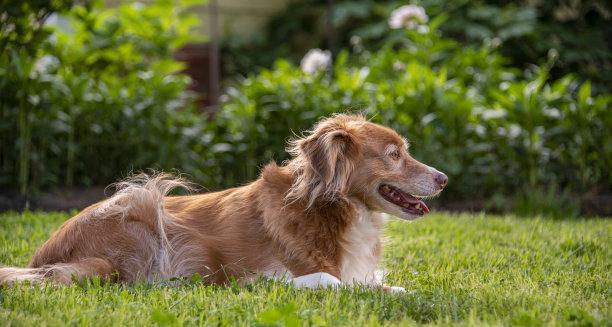 新斯科舍猎鸭犬的饲养全攻略（从幼犬到成犬的完美护理方法，让你的猎鸭犬健康快乐成长）