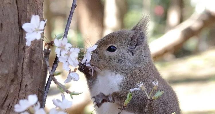 日本松鼠的饲养方法详解（如何养活健康可爱的小松鼠）