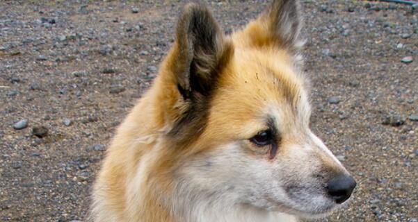 冰岛牧羊犬的饲养方法（一份关于冰岛牧羊犬养护的详细指南）