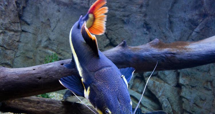 红尾鲶的饲养方法（打造家庭水族箱的好选择）