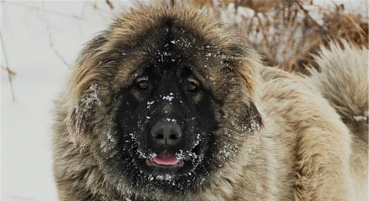 如何正确饲养克龙弗兰德犬（以宠物为主，从饲养环境到饮食健康详解）