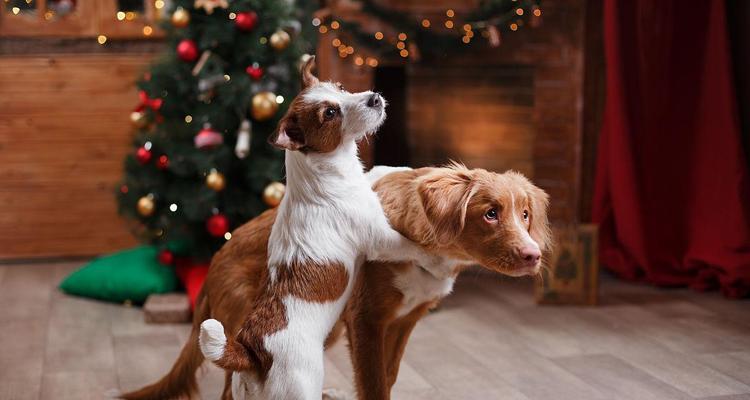 如何饲养一只健康的新斯科舍猎鸭犬（从宠物到猎犬，打造出最可靠的鸭猎伴侣）