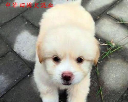 中亚牧羊犬的饲养指南（以宠物为主的全面介绍）