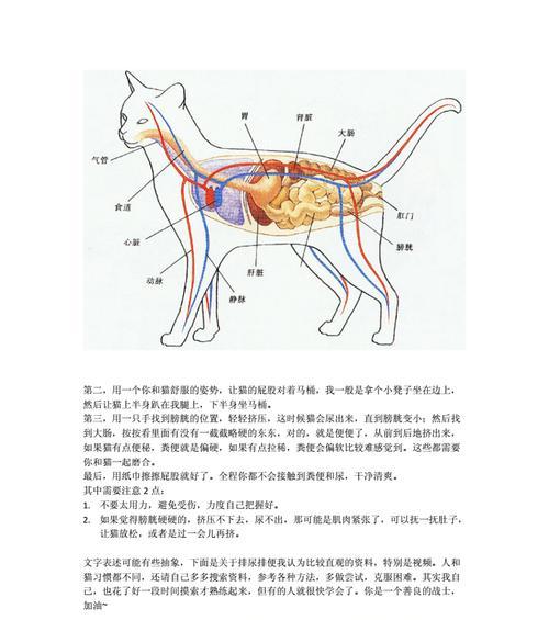 粗颈龟的饲养方法（如何让粗颈龟健康成长）