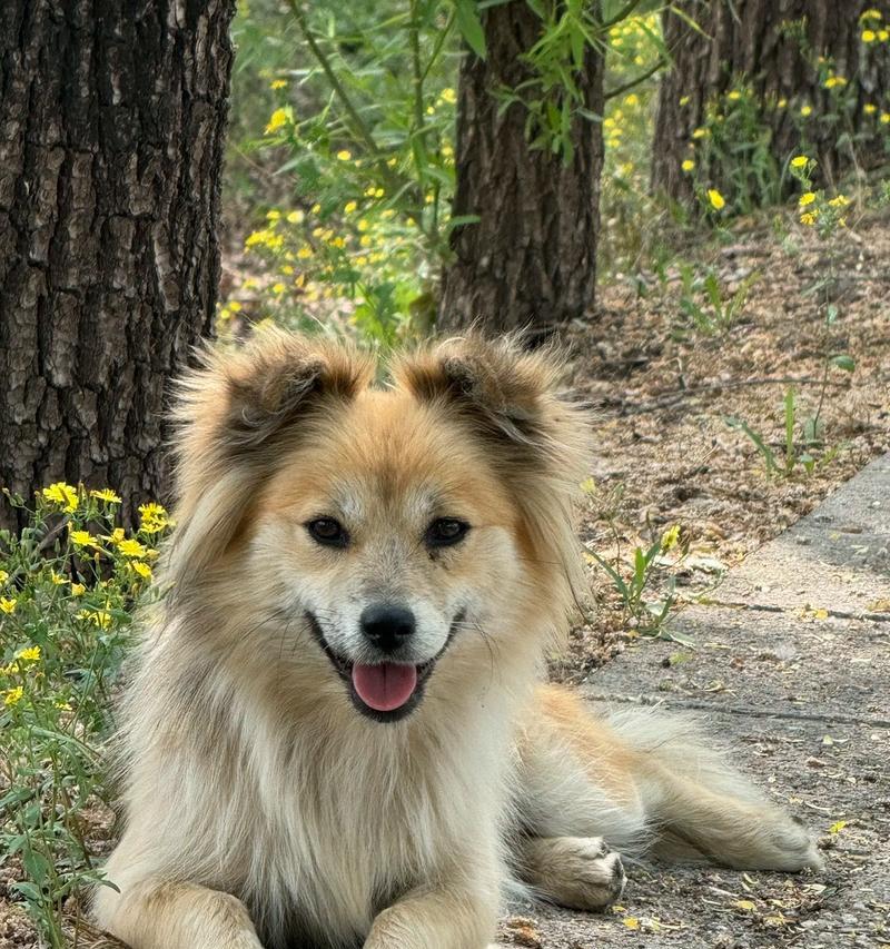 冰岛牧羊犬的饲养全指南（让你的爱犬健康快乐生活）