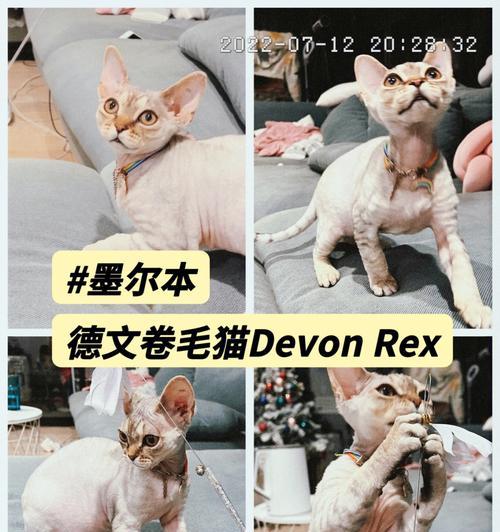 德文卷毛猫的饲养指南（如何照顾你的德文卷毛猫）