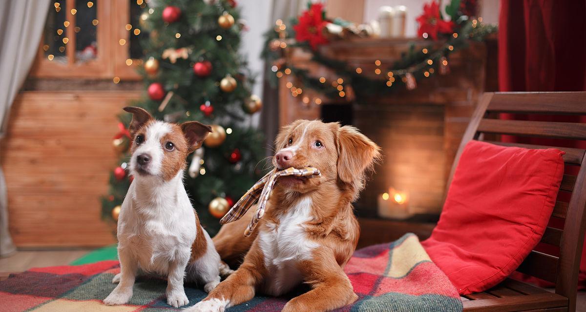 新斯科舍猎鸭犬的饲养方法（培养一只健康、快乐的猎鸭犬）