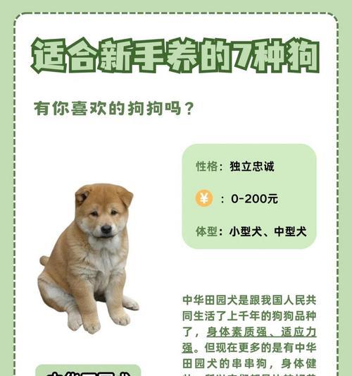 伯恩山犬的饲养之道（了解伯恩山犬，做好饲养工作）