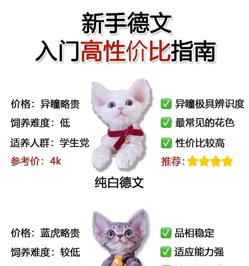 如何饲养德文卷毛猫——了解这些才能做好它的主人（掌握关键方法，让你的德文卷毛猫健康成长）