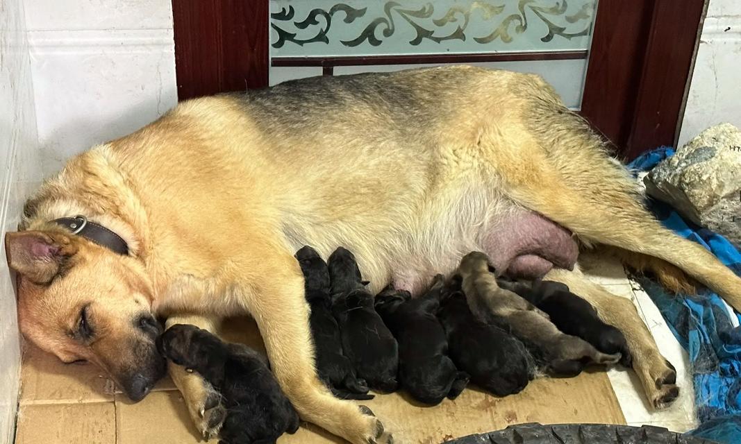 如何科学地养护昆明犬（昆明犬饲养方法详解，让你的昆明犬健康快乐生活）