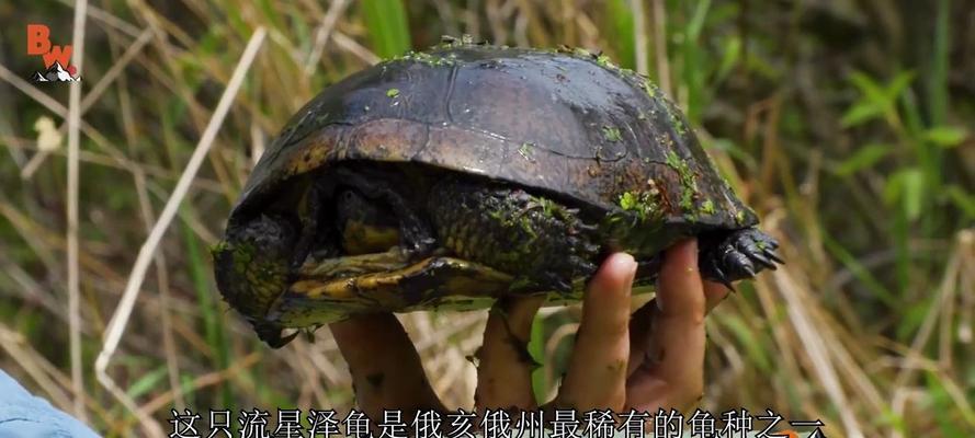 流星泽龟的饲养方法详解（打造宠物饲养新模式，从流星泽龟开始）