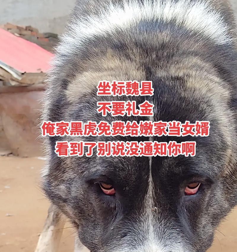 中亚牧羊犬的饲养方法（打造优秀的中亚牧羊犬品种）