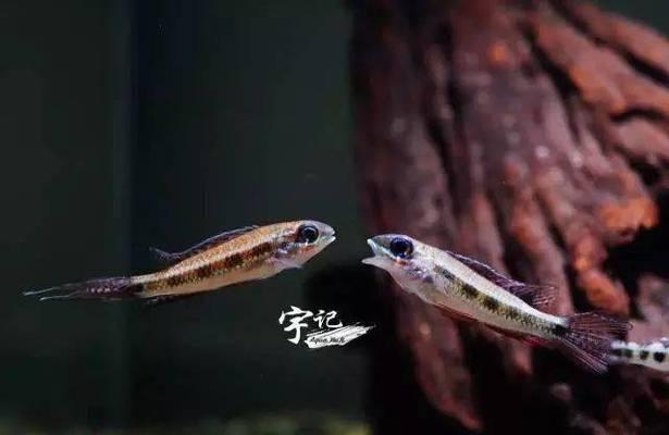 溅水鱼的饲养方法（打造舒适的家庭水族馆，让溅水鱼健康快乐生长）