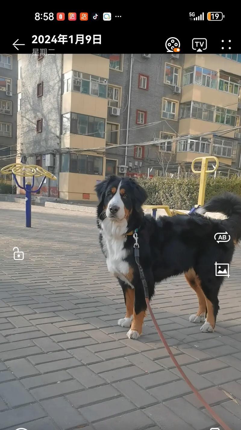 伯恩山犬饲养全攻略（如何成为一名合格的伯恩山犬主人）