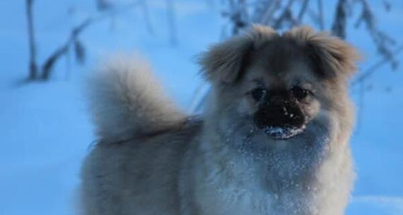 猎犬的饲养全指南（了解这些，让你的爱犬健康快乐成长）