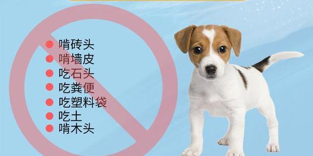 如何科学养护你的昆明犬（昆明犬的饲养方法和注意事项）