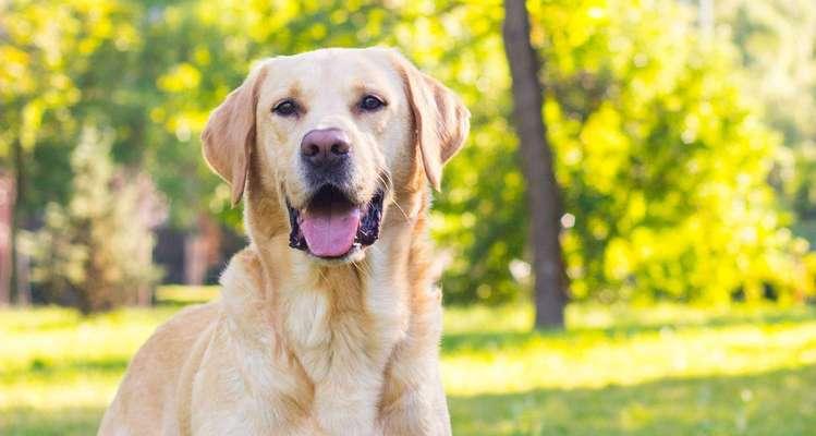 如何正确饲养新斯科舍猎鸭犬？（以宠物为主，让你的猎鸭犬快乐成长）