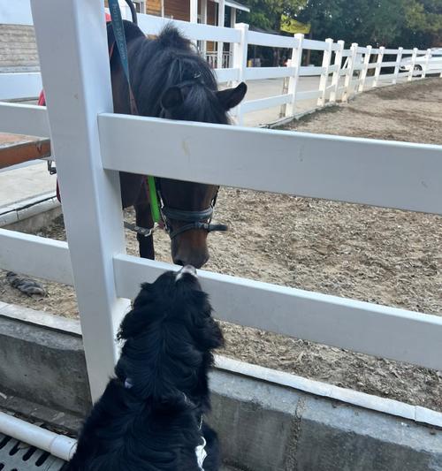 伯恩山犬的饲养方法（宠物犬健康与快乐的保障）