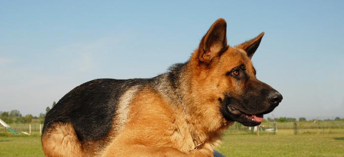 如何科学养护你的冰岛牧羊犬（细节决定宠物幸福，从饲养开始）