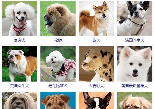 猎犬饲养全指南（从饲料到训练，一步步教你如何养好一只猎犬）