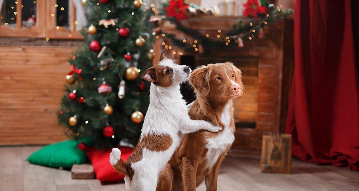 如何饲养一只健康的新斯科舍猎鸭犬（宠物犬的必备知识和饲养技巧）