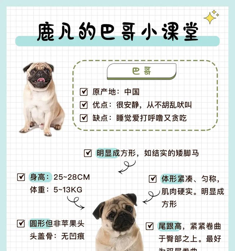 以巴吉度犬饲养指南（了解宠物巴吉度犬的性格和习性，从饲养做起）