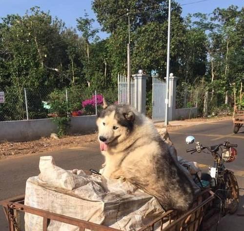 南充好心人捡到流浪哈士奇（温暖的善举暖化寒冬，流浪犬的命运也有改变了！）