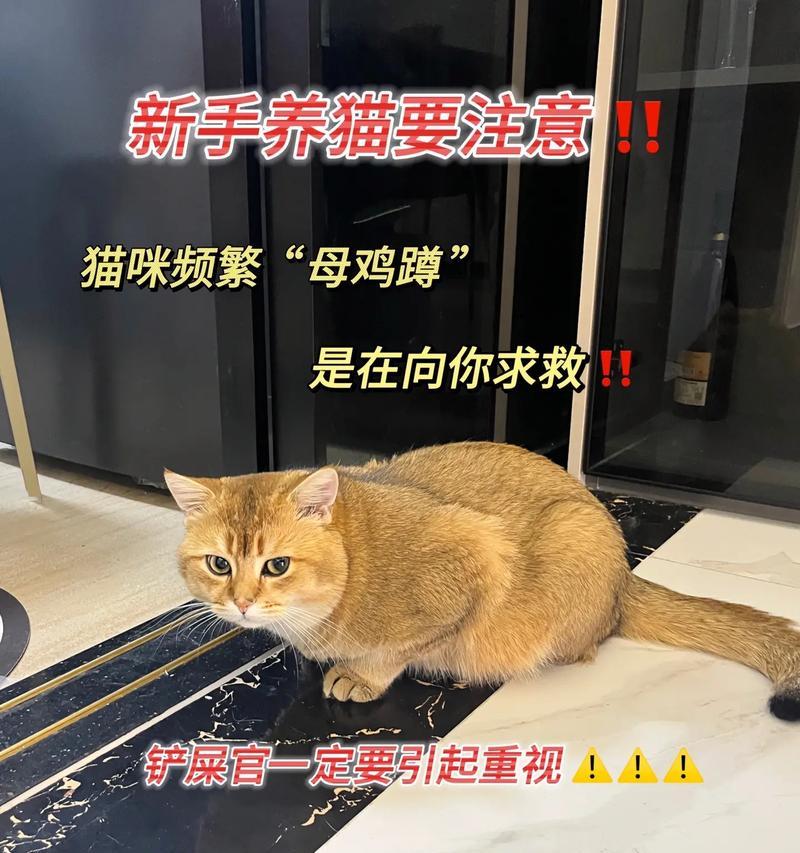 如何判断猫咪想睡觉？（识别猫咪身体语言，抓住睡意信号）