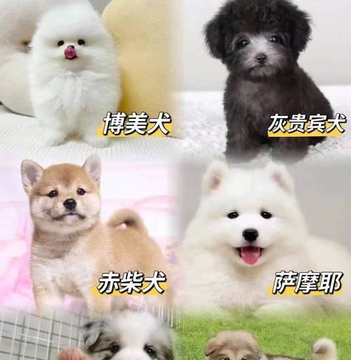 夏季如何科学饲养阿拉斯加犬（宠物养护全攻略，关爱阿拉斯加犬健康）