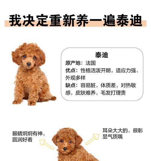 饲养泰迪犬的困惑与解决之道（探寻泰迪犬饲养中的心累烦恼及应对办法）