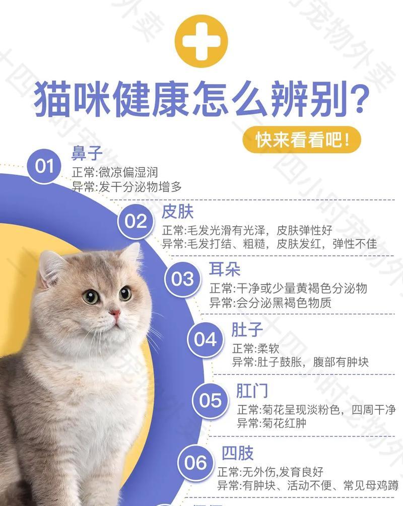 猫咪年龄如何判断？了解猫咪的成长变化以及最新年龄对照表