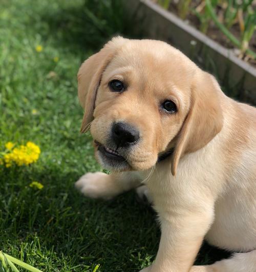 如何培养乖巧听话的拉布拉多幼犬（让你的拉布拉多不再乱跑，成为您的最佳伙伴）