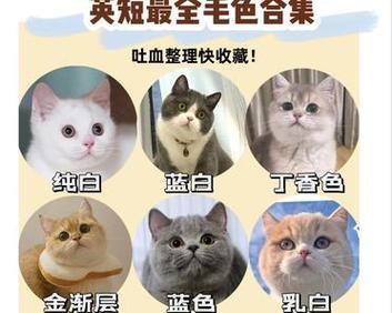 成为养猫高手的秘诀——探索英短猫的养育之道（从专业饲养方法到温馨互动，打造完美英短猫生活）