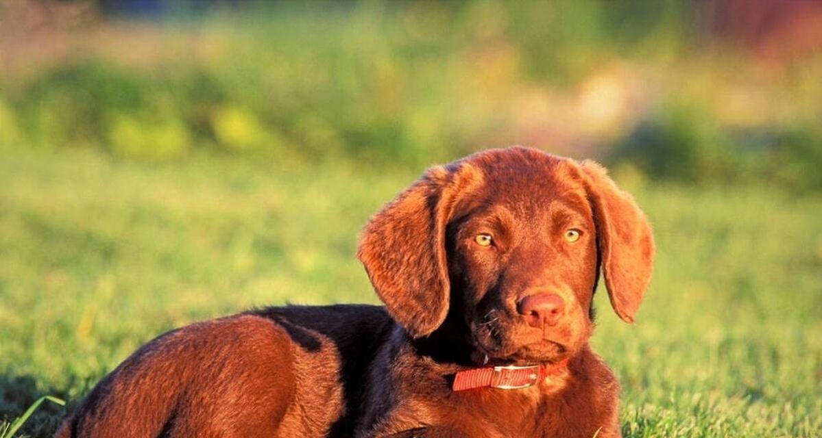 选择一只适合你的小型犬伴侣（以千元内能买到的五种“小型犬”）