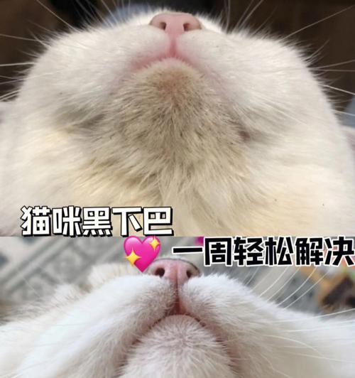 揭秘猫咪黑下巴的形成（探究黑下巴的原因及饲主应对策略）