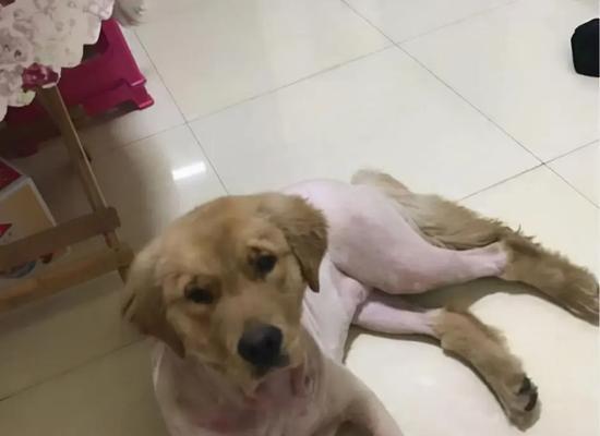 金毛犬掉毛问题解决方法（为什么金毛犬掉毛？如何解决这个问题？）