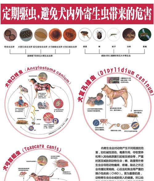 宠物驱虫指南（解决寄生虫问题，让宠物健康快乐）