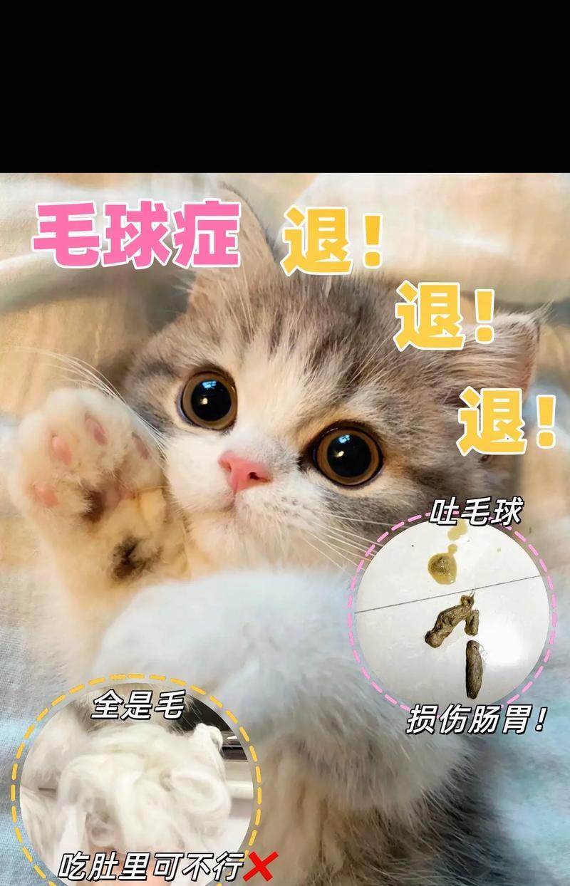 猫咪吐毛球？教你一招，多吃猫草！（让猫咪主动吐出毛球的有效方法）