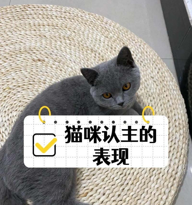 猫咪如何认出主人？（探究猫咪辨别主人的能力与方法）