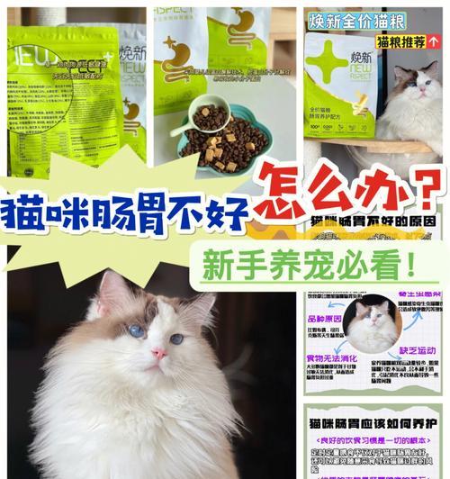 猫咪便秘的常见原因及解决办法